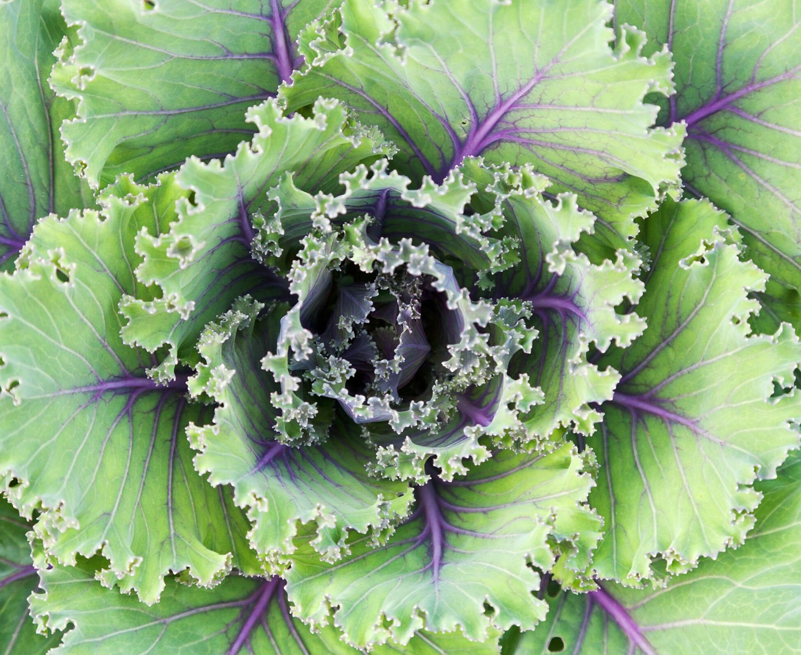 Cruciferous Vegetables Benefits Recipes Glow By Marlowe