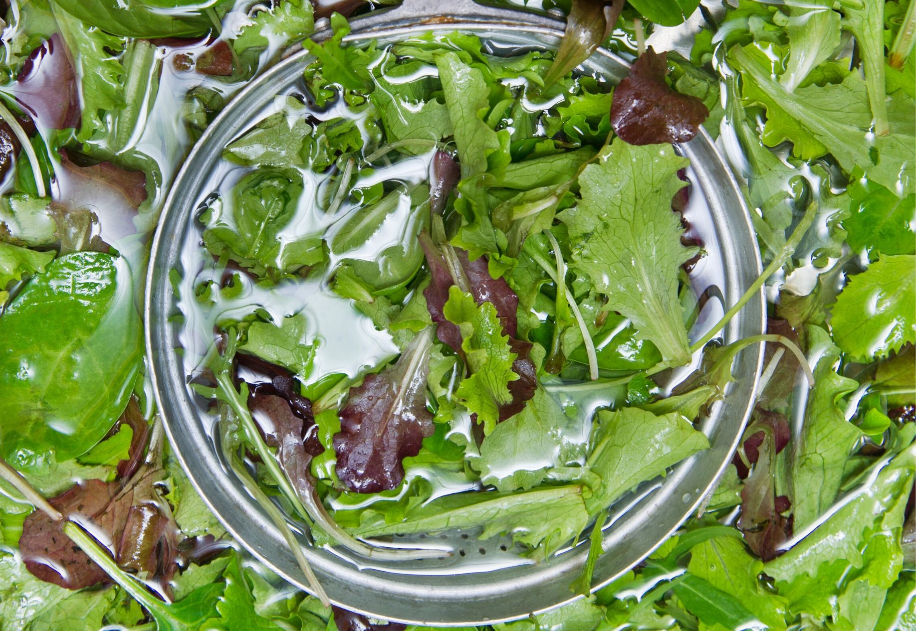 how-to-wash-dark-leafy-greens-so-you-don-t-eat-bugs-glow-by-marlowe